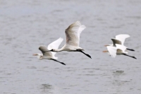  가스공사, 보호종 서식지 복원 나선다…생물다양성 협약