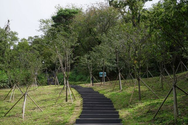 기후에너지환경부는 오는 18일 안동시 임하면 고곡리 일대에서 ‘희망나무 기부식’을 열고 산벚나무 1000그루를 심는다고 밝혔다. 사진은 북악산 자생 산벚나무. / 뉴시스